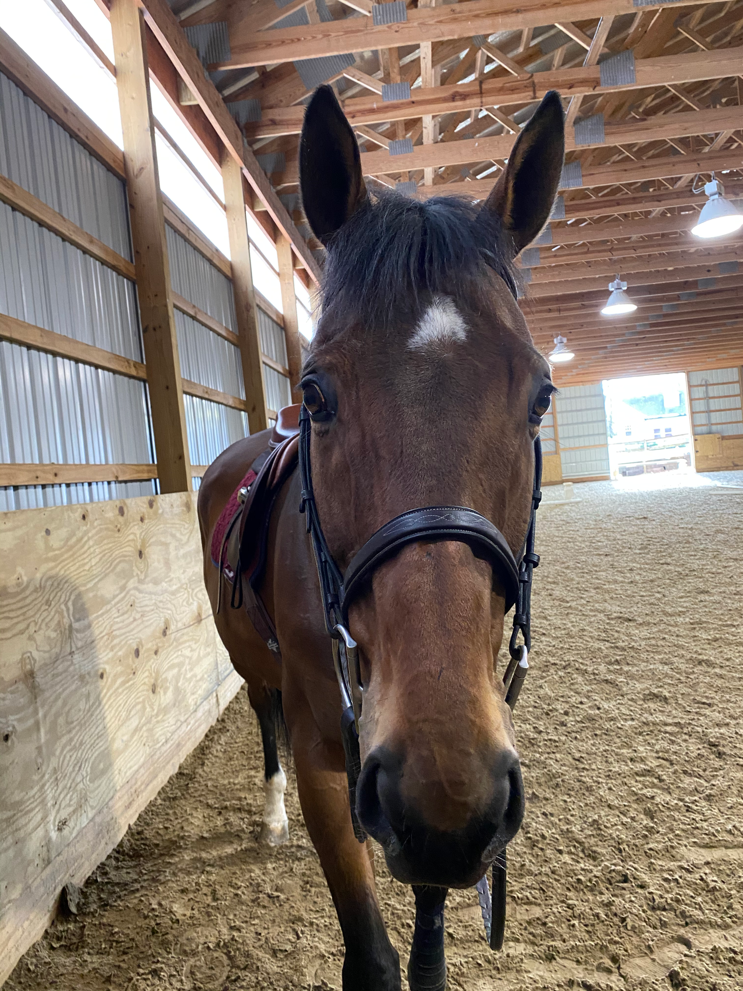 Custom Horse Silhouette Peekaboo Digital Download